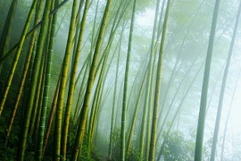 Màng sinh học từ tre cho pin có hiệu suất vượt trội