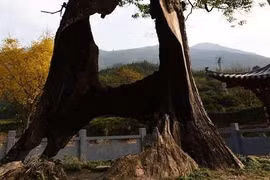 Cây rỗng ruột vẫn xanh tốt