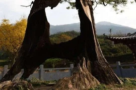 Cây rỗng ruột vẫn xanh tốt