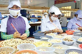 Việt Nam thu 1,24 tỷ USD từ xuất khẩu hạt điều 