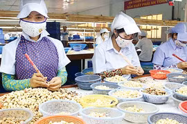 Việt Nam thu 1,24 tỷ USD từ xuất khẩu hạt điều 