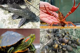 Xử lý nghiêm vi phạm trong nhập khẩu, phát tán các loài ngoại lai xâm hại