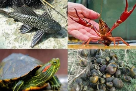 Xử lý nghiêm vi phạm trong nhập khẩu, phát tán các loài ngoại lai xâm hại