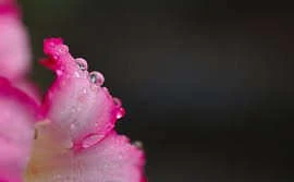 Khai thác thời tiết nóng ẩm để tạo tài nguyên 