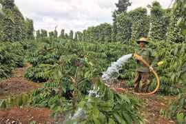 Dự án Nescafé Plan do Nestlé Việt Nam triển khai giúp giảm lượng nước trong canh tác cà phê.