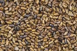 Hạt muồng chữa mất ngủ