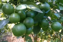 Công nghệ xanh phát triển ngành kinh tế chanh