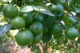 Công nghệ xanh phát triển ngành kinh tế chanh