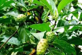 Cây nhàu vị thuốc quý