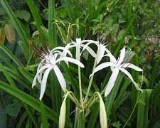 Lá trinh nữ hoàng cung trị u tiền liệt tuyến