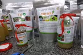 Chế phẩm sinh học từ phân chim cút