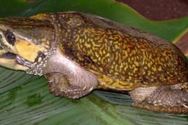 Rùa đầu to cần được bảo vệ