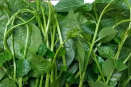 Mồng tơi nhuận tràng