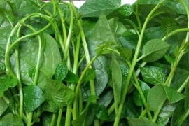 Mồng tơi nhuận tràng