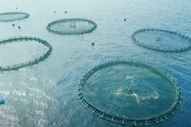 Giải pháp chuyển đổi khí nhà kính thành thức ăn chăn nuôi thủy hải sản