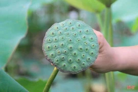 Giấy từ đài sen