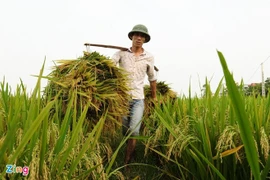 Thủ tướng yêu cầu thận trọng khi xuất khẩu gạo