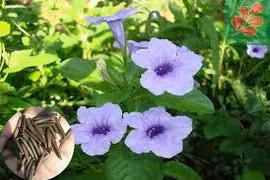 Cây quả nổ chống đái tháo đường