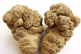 Người khỏe có nên dùng tam thất?