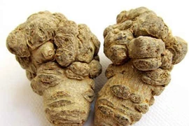 Người khỏe có nên dùng tam thất?