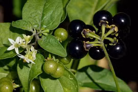 Tầm bóp – thứ rau dại nhiều hoạt chất quý