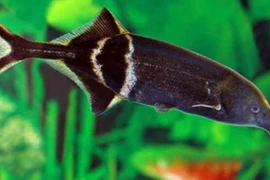 Điều thích thú ở loài cá có mũi y hệt loài voi