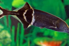 Điều thích thú ở loài cá có mũi y hệt loài voi