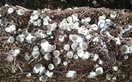  Phân bón sạch từ phế liệu trồng nấm