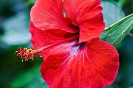 Trị chân đau nhức, tê mỏi với dâm bụt