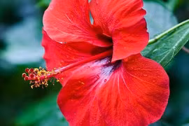 Trị chân đau nhức, tê mỏi với dâm bụt