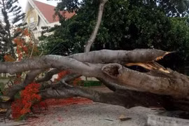 Thêm cây phượng đổ, nhà trường kiểm tra từng gốc cây