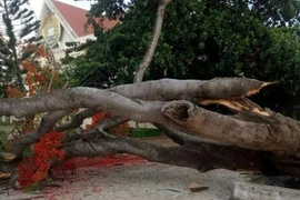 Thêm cây phượng đổ, nhà trường kiểm tra từng gốc cây