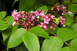 Trị dị ứng, mẩn ngứa bằng lá khế