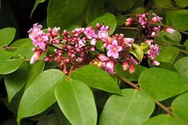 Trị dị ứng, mẩn ngứa bằng lá khế