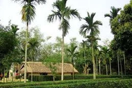 Hạt cau trị giun, bụng khó tiêu, đầy trướng