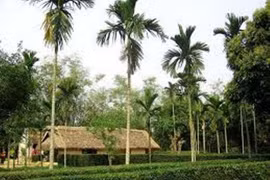 Hạt cau trị giun, bụng khó tiêu, đầy trướng