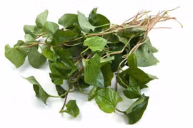 Cây diếp cá chữa trĩ, tắc tia sữa, đau nhức mắt