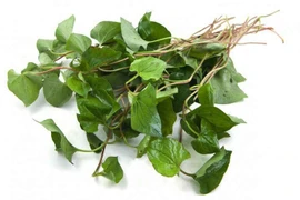 Cây diếp cá chữa trĩ, tắc tia sữa, đau nhức mắt