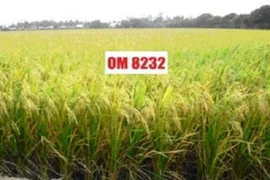 Việt Nam không thiếu giống lúa tiền tỷ