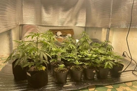 Trồng các loại cây có chứa chất ma túy bị phạt đến 10 triệu đồng 