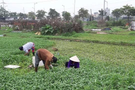 Hà Nội: Nước thải ngập kênh thủy lợi, hoa màu “khát” nước sạch