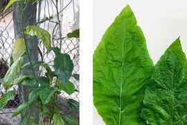 Tự chữa táo bón, nhiều bé phải nhập viện