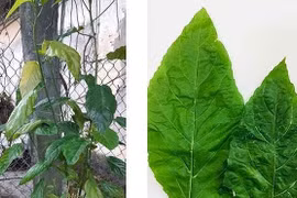 Tự chữa táo bón, nhiều bé phải nhập viện