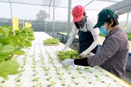 TPHCM nâng tỷ trọng giá trị sản xuất nông nghiệp công nghệ cao. Ảnh minh họa: Canh tác rau thủy canh theo hướng công nghệ cao ở Hóc Môn.
