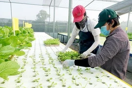 TPHCM nâng tỷ trọng giá trị sản xuất nông nghiệp công nghệ cao. Ảnh minh họa: Canh tác rau thủy canh theo hướng công nghệ cao ở Hóc Môn.