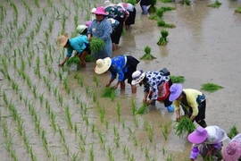 Trung Quốc đẩy nhanh cây trồng chỉnh sửa gene