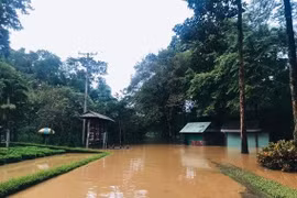 Cảnh báo nguy cơ ngập lụt khẩn cấp trên sông Đồng Nai.