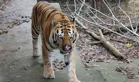 Thú dữ tấn công người khi bị ức chế