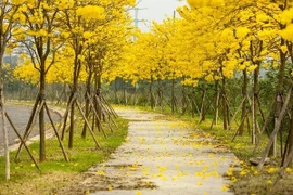 Hà Nội: Đường hoa phong linh dừng đón khách