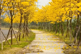 Hà Nội: Đường hoa phong linh dừng đón khách